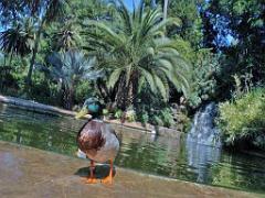 183 D35 PARC OLBIUS RIQUIER A HYERES_000006